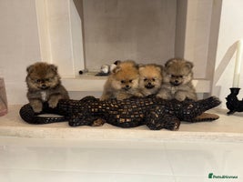 Pomeranian dogs - Advert 1