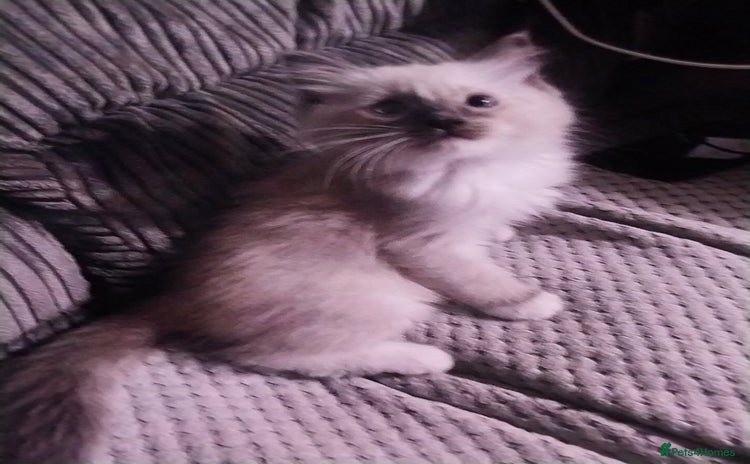 Ragdoll cats for sale - Advert 1