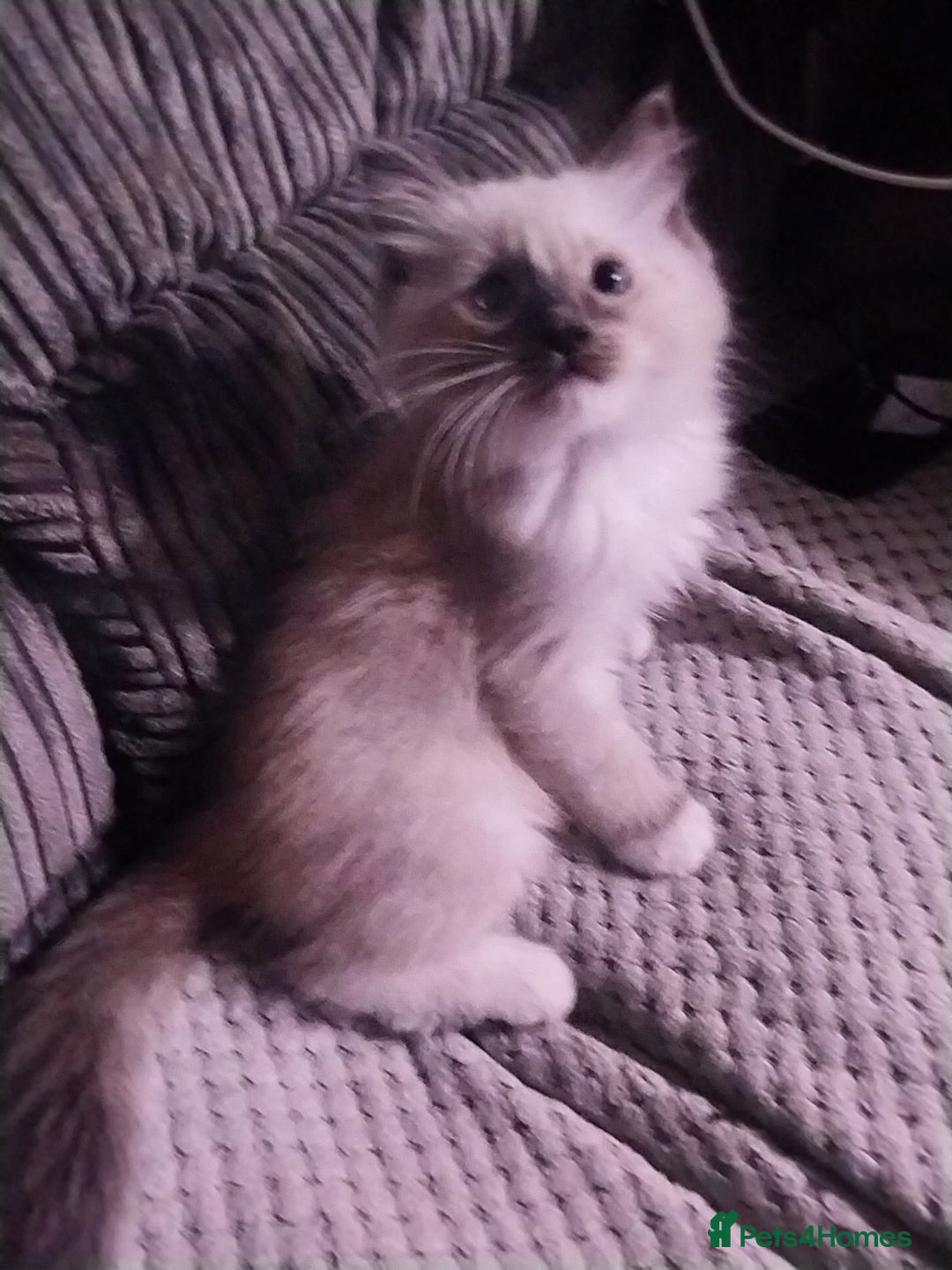 Ragdoll cats for sale: Male bluepoint ragdoll  - Image 1