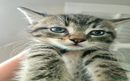 Mixed Breed cats for sale: 4 Gorgeous half-Ragdolls  - Image 5