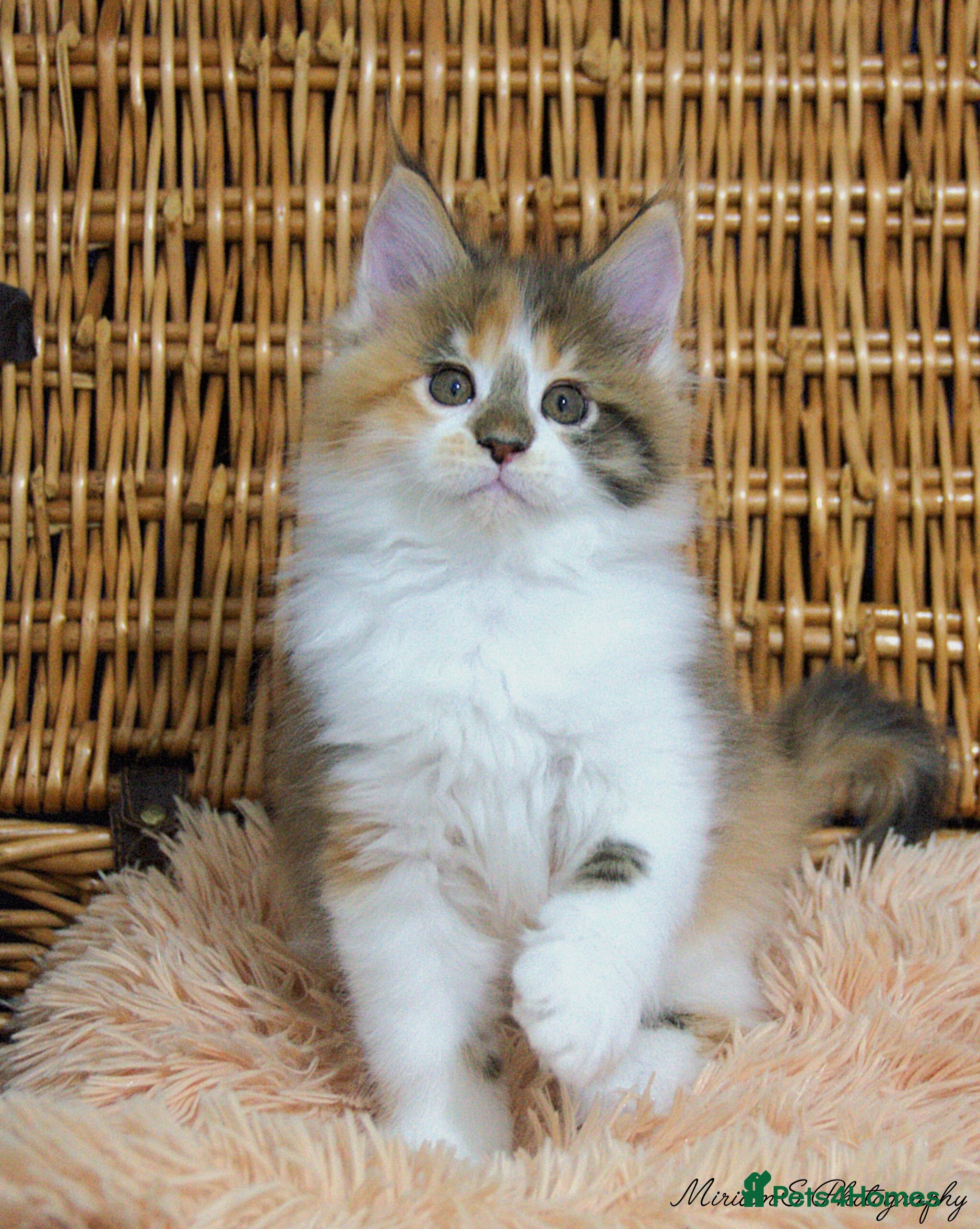 Maine Coon cats Unusual marked maine coon girl - Advert 3