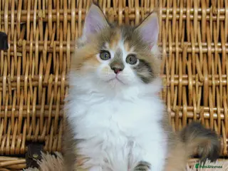 Maine Coon cats Unusual marked maine coon girl - Advert 3