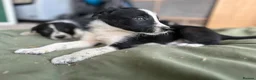 Border Collie dogs for sale: Beautiful Litter of ISDS registered pups - Advert 5