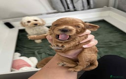 Miniature Poodle dogs for stud:  ⭐️KC PRINCE CHARMING BLUE BOY MINIATURE POODLE⭐️ - Image 19
