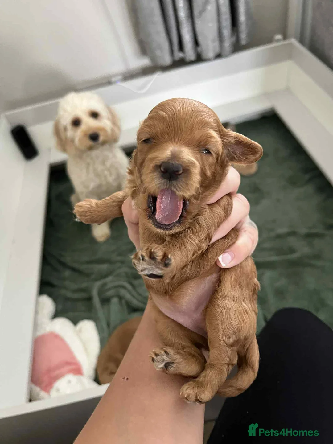 Miniature Poodle dogs for stud:  ⭐️KC PRINCE CHARMING BLUE BOY MINIATURE POODLE⭐️ - Advert 19