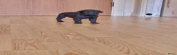 Labrador Retriever dogs for sale: Black Lab Pups INT FT Ch Sire Champion Bloodlines - Advert 23