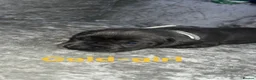 Cane Corso dogs for sale: Cane corso puppies in Bolton - Advert 14