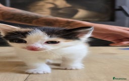 Mixed Breed cats for sale: Gorgeous mix breed kittens for sale!  - Image 6