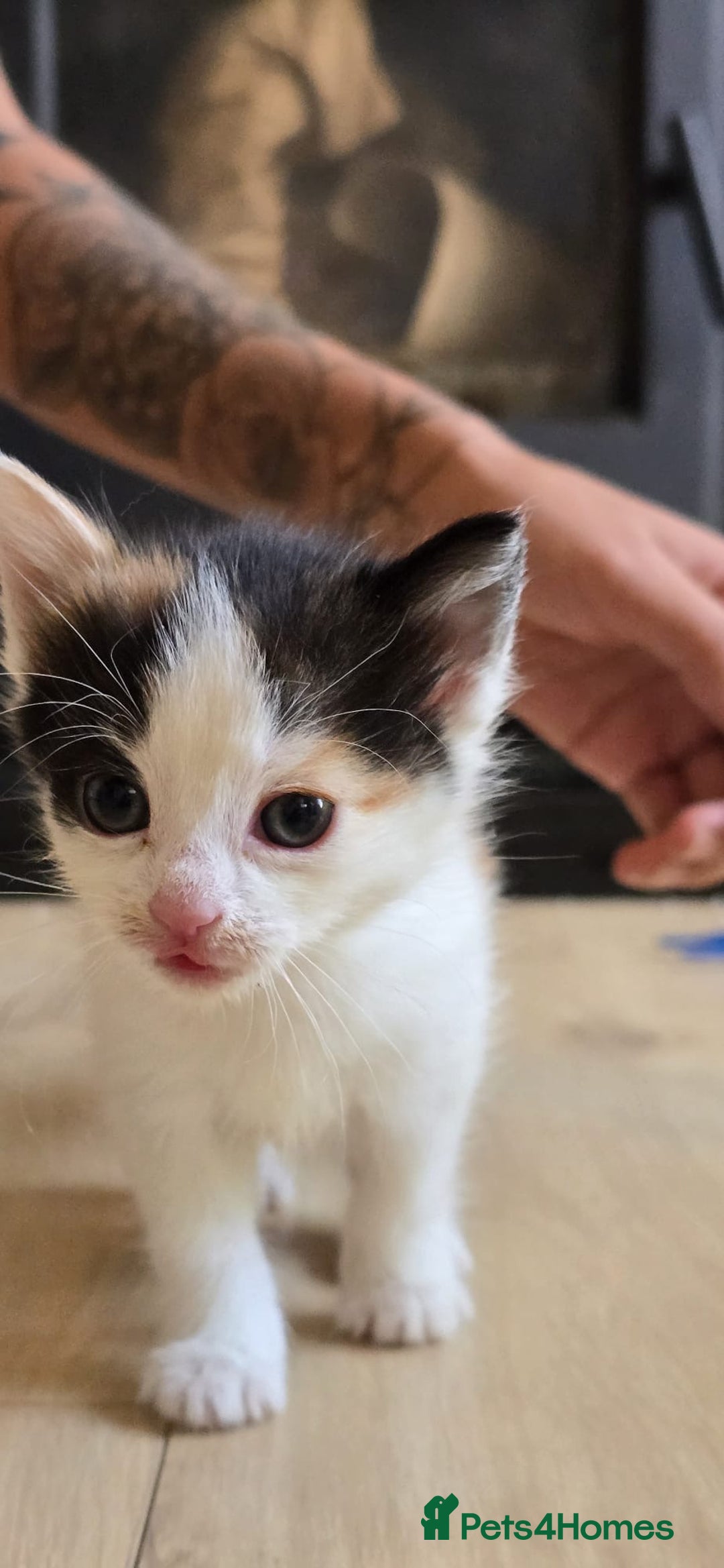 Mixed Breed cats for sale: Gorgeous mix breed kittens for sale!  - Image 6