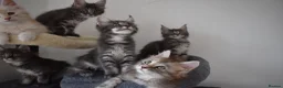 Maine Coon cats for sale: READY FOR COLLECTION  TICA registered kittens - Advert 22