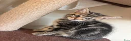 British Shorthair cats for sale: British shorthair kitten  in Horley - Advert 2