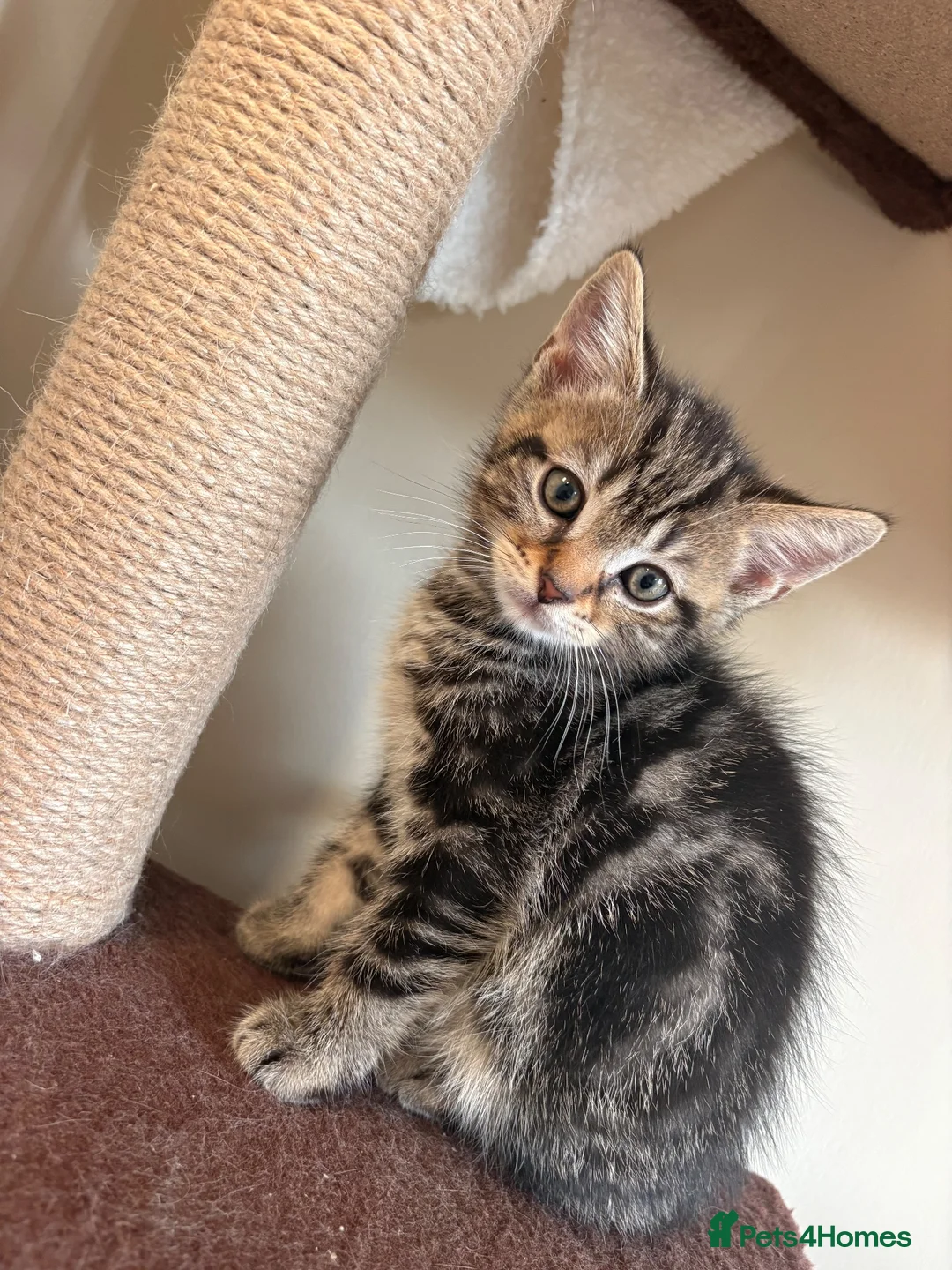 British Shorthair cats for sale: British shorthair kitten  in Horley - Advert 2