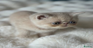 Exotic cats - Advert 4