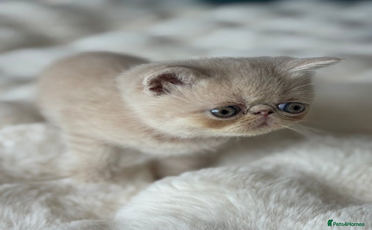 Exotic cats - Advert 1
