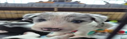 Mixed Breed dogs for sale: Beardie border x blue merle and tri coloured - Advert 26