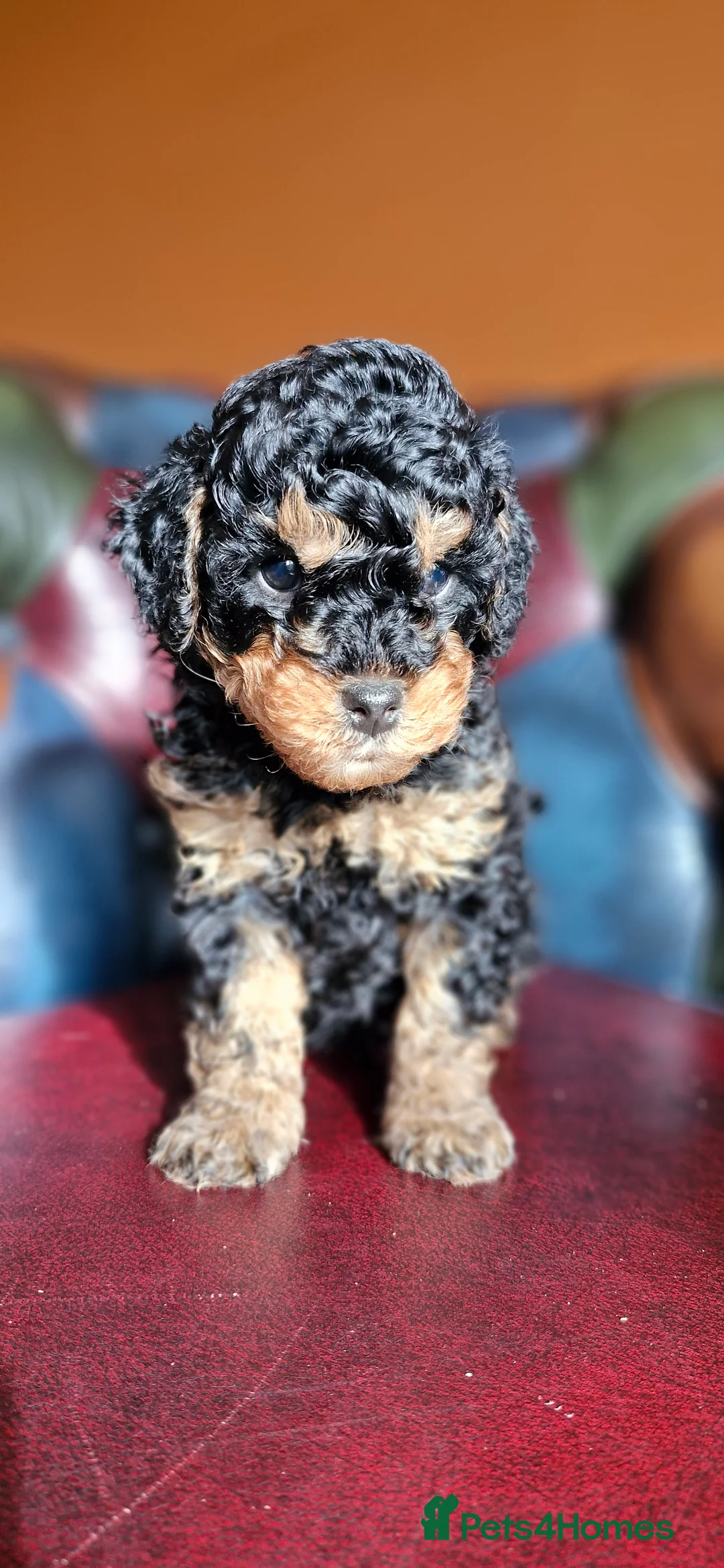 Cavapoo dogs for sale: Gorgeous f1bb Cavapoo pups. Health tested parents  - Advert 5