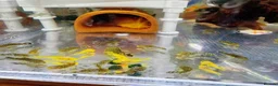 Plecos fish for sale: Bristlenose Pleco Golden&Snowflake – Various Sizes - Advert 4