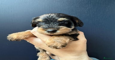 Mixed Breed dogs - Advert 1