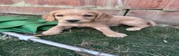 Cocker Spaniel dogs for sale: 2 KC Red cocker spaniel boys  - Advert 6