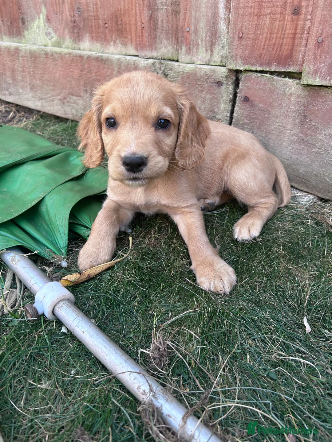 Cocker Spaniel dogs for sale: 2 KC Red cocker spaniel boys  - Advert 6