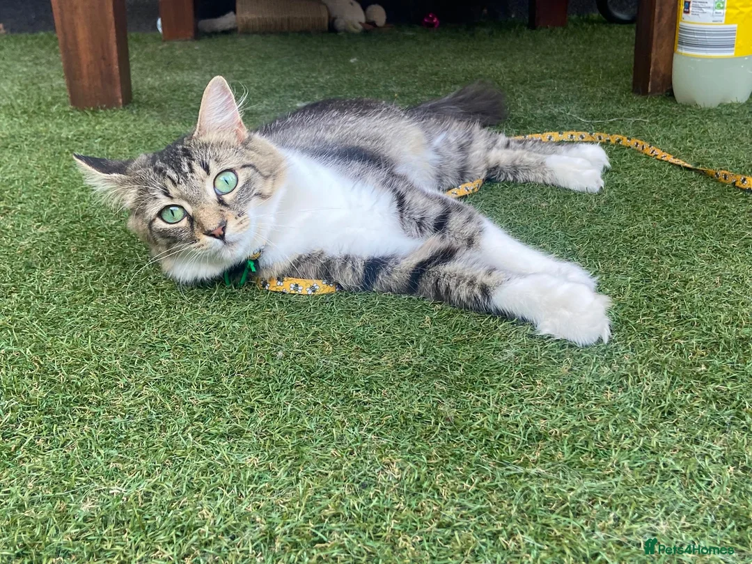 Domestic Shorthair cats for adoption: Peaches - Adopt Cats in Crisis East Ldn - Advert 15