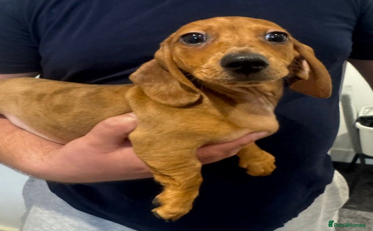Dachshund dogs - Advert 16