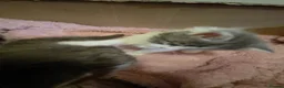Maine Coon cats for sale: Maine cooin - Advert 7