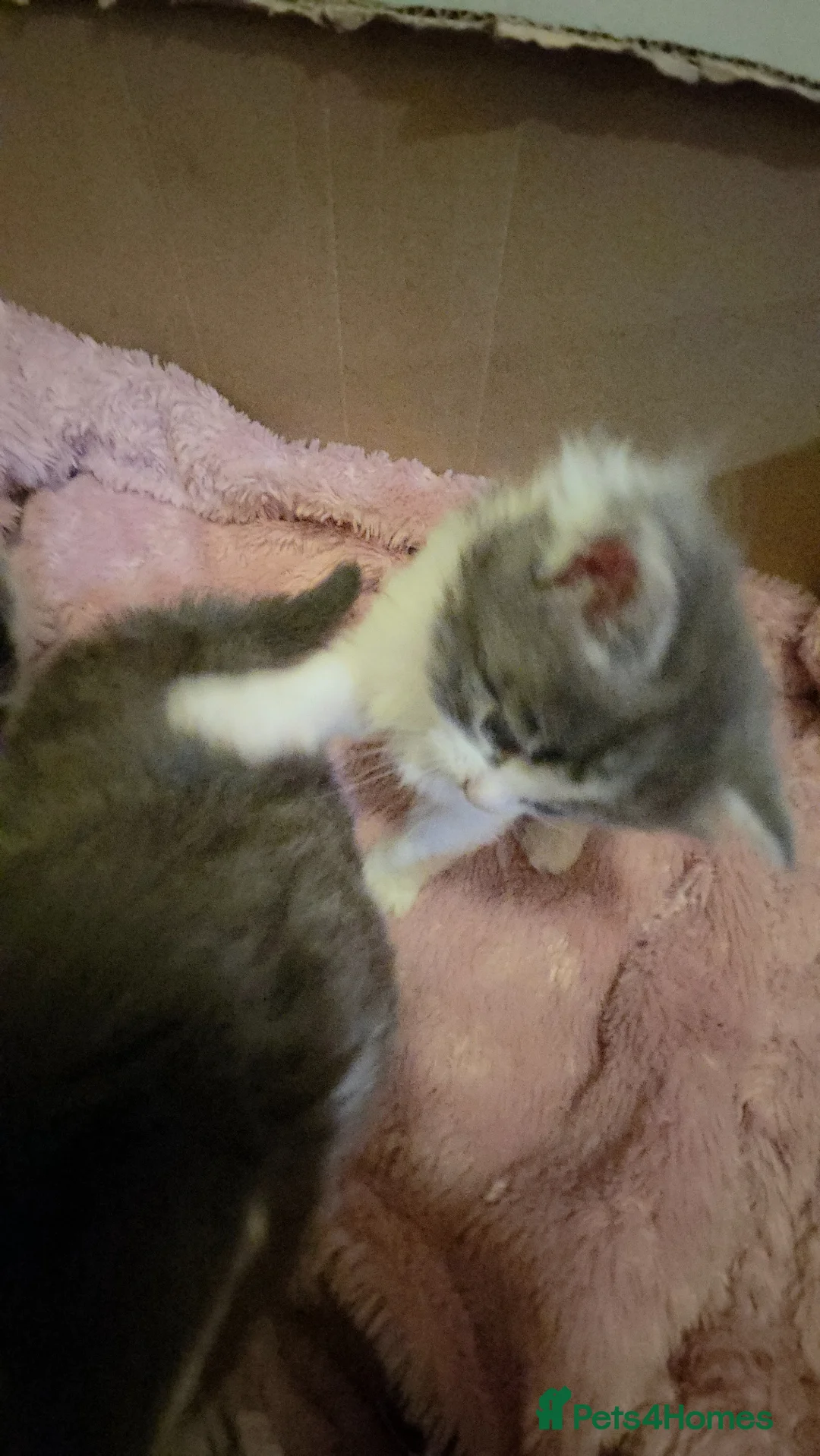 Maine Coon cats for sale: Maine cooin - Advert 7