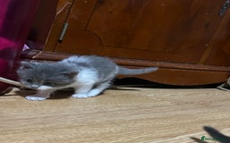 Mixed Breed cats for sale: Fluffy kittens ready soon  - Image 12