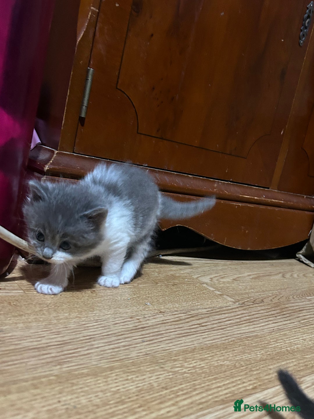 Mixed Breed cats for sale: Fluffy kittens ready soon  - Image 12