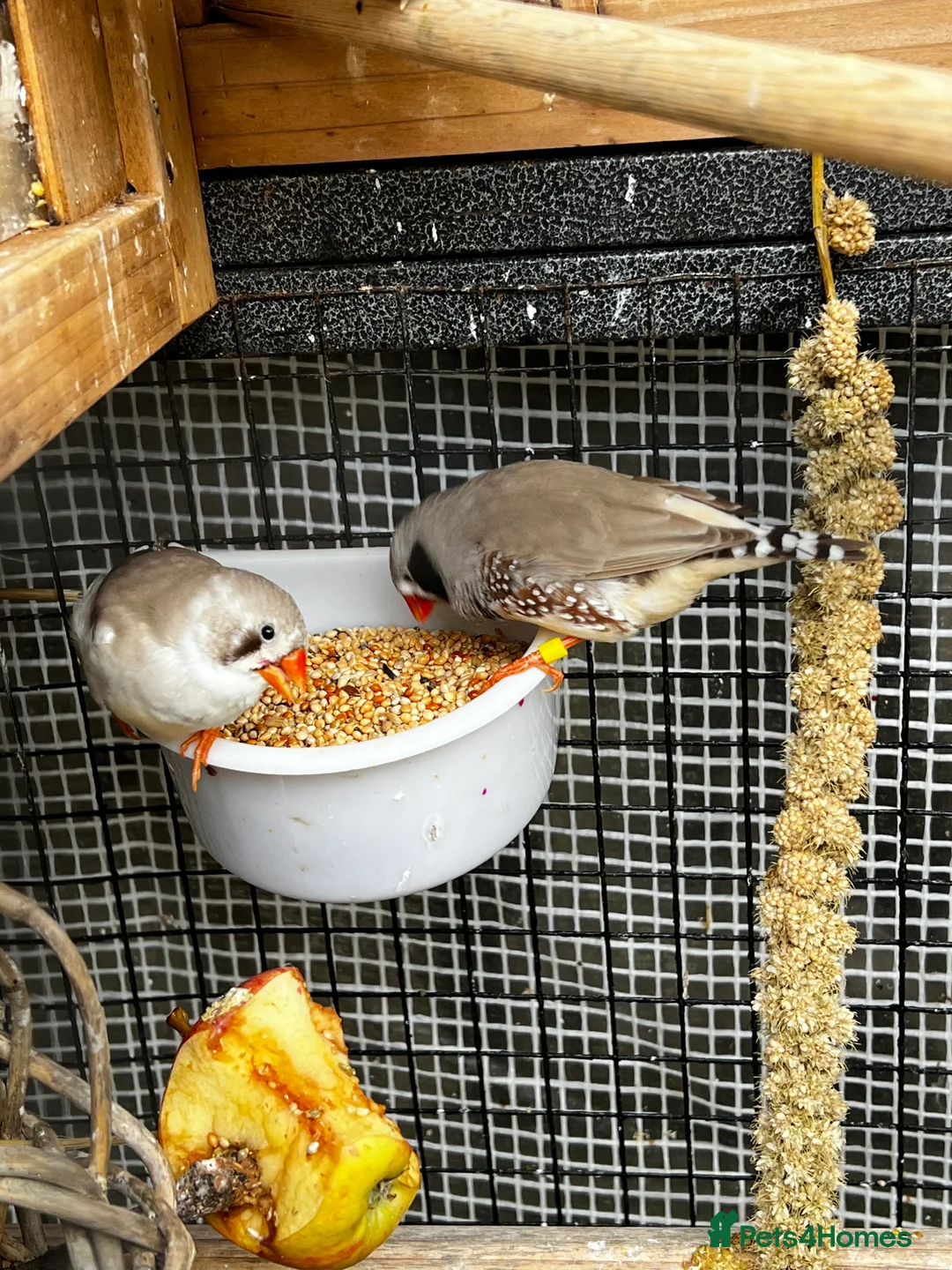 Finches birds for sale: Zebras & diamond doves in large outdoor cage  in Wigan - Advert 1