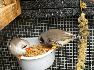 Finches birds Zebras & diamond doves in large outdoor cage in Wigan - Advert 1