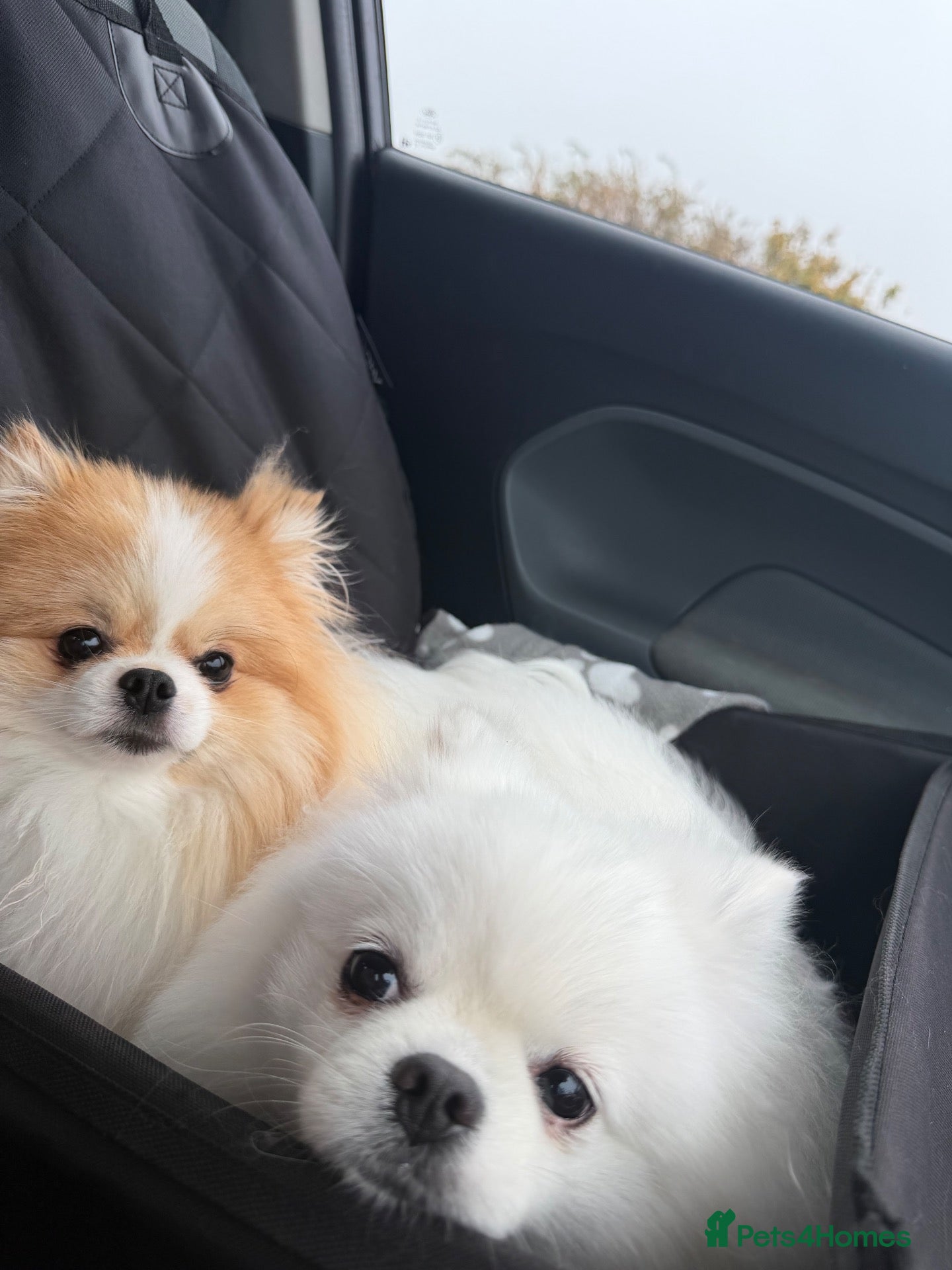 Pomeranian dogs Two special Pomeranians must go together  - Advert 1