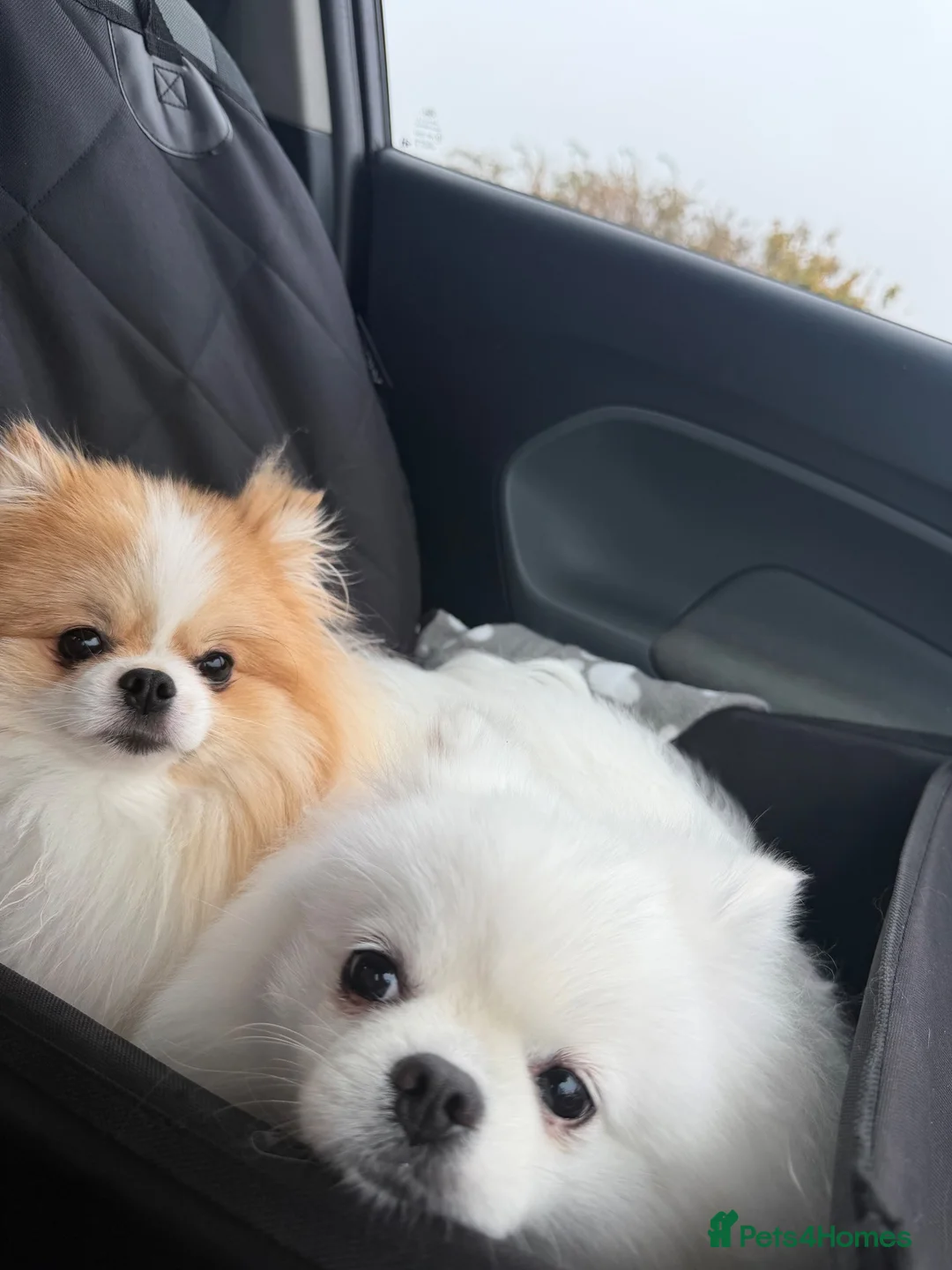 Pomeranian dogs for sale: Two special Pomeranians must go together  - Advert 1