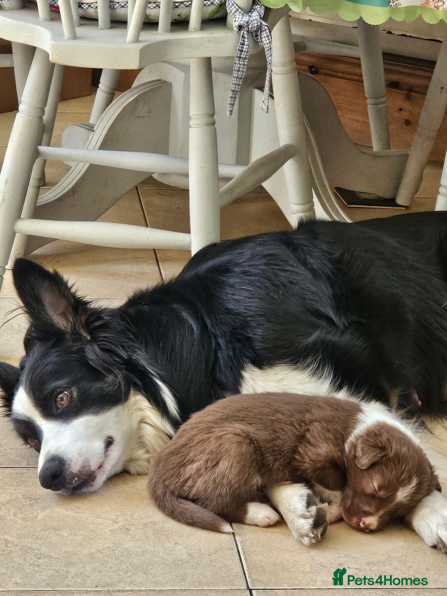 Border Collie dogs Stunning Border Collie Puppies - Advert 5