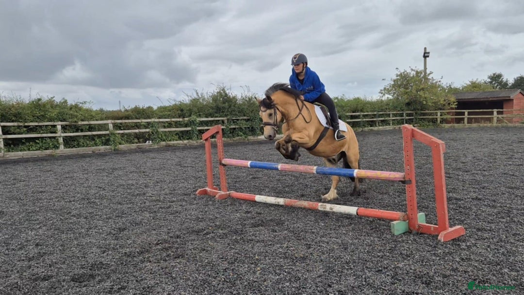 Other Breed horses for sale: DYNAMITE lovely dun gelding all rounder  - Image 1
