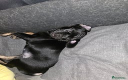 Mixed Breed dogs for sale: American cocker spaniel x american bulldog a.i - Advert 3