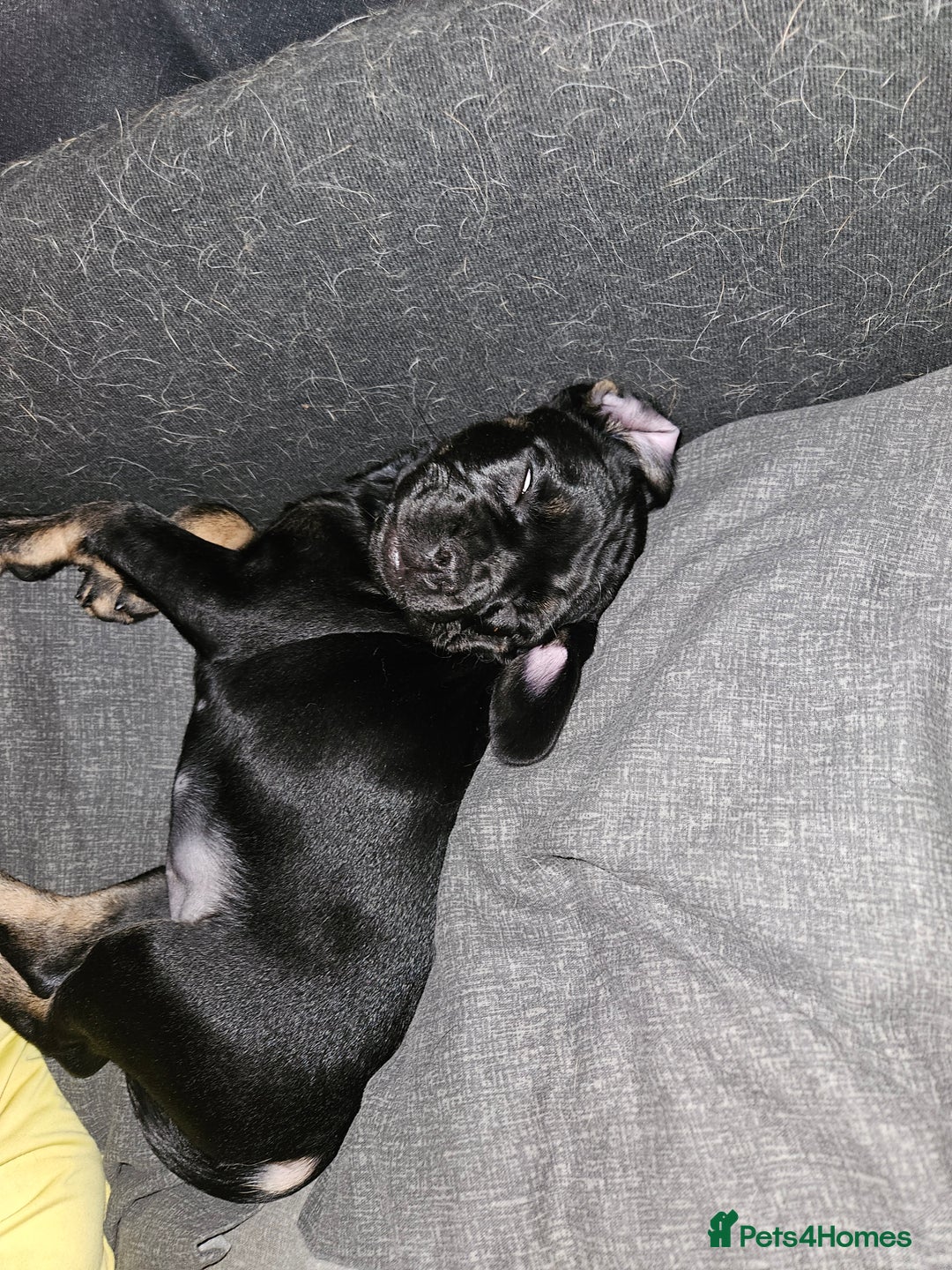 Mixed Breed dogs for sale: American cocker spaniel x american bulldog a.i - Advert 3