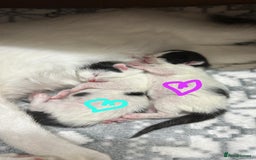 British Shorthair cats for sale: Loving Kittens ready to go  - Image 4