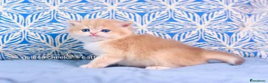 British Shorthair Blue Golden Shaded
