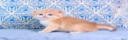 British Shorthair cats for sale: Exceptional Kittens from Outstanding Bloodlines  - Advert 14