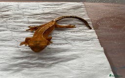Gecko reptiles for sale: 5 baby crested geckos for sale various morphs - Image 4