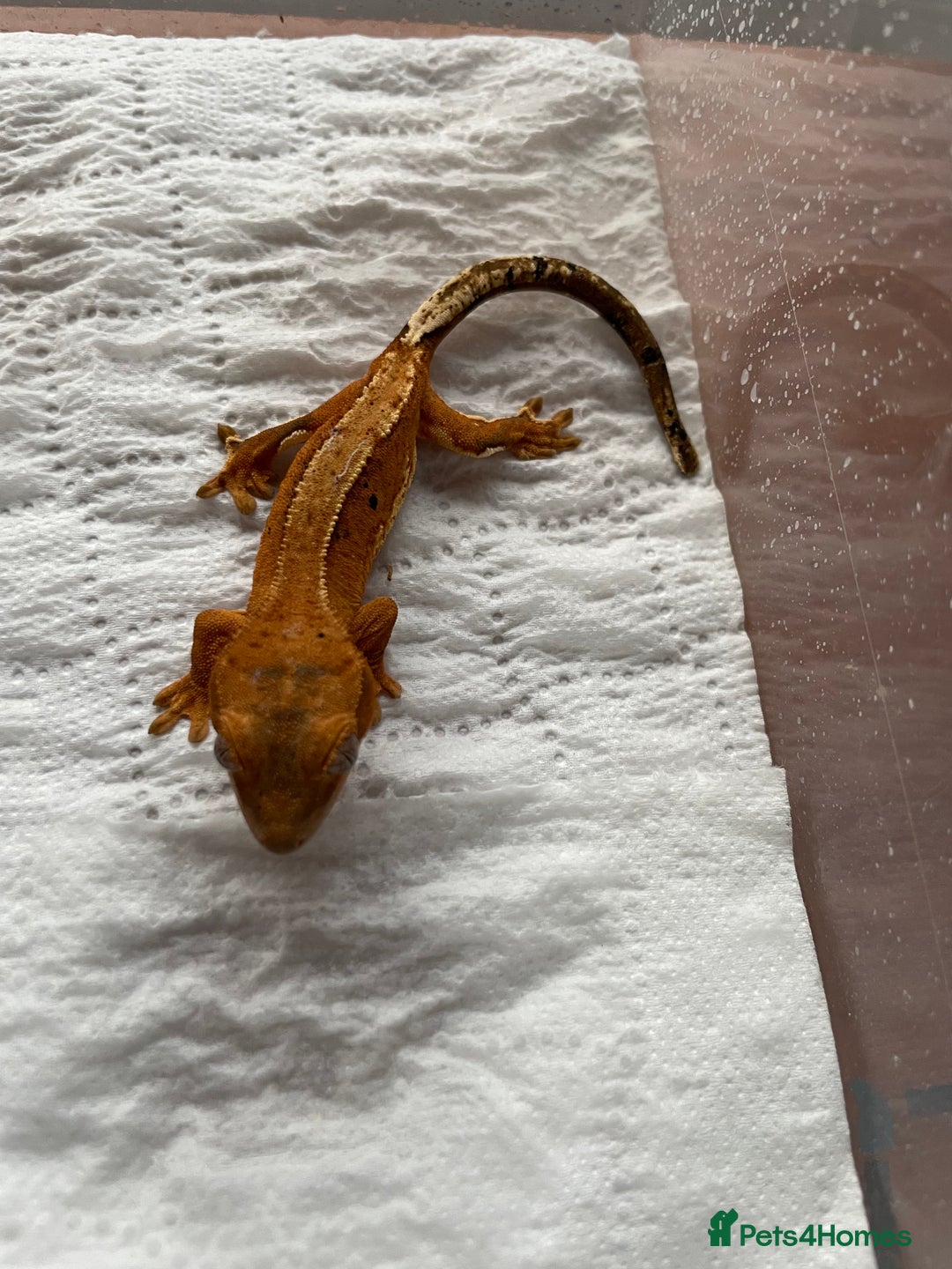 Gecko reptiles for sale: 5 baby crested geckos for sale various morphs - Image 4