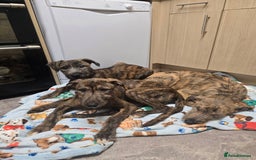 Lurcher dogs for sale: Brindle Lurcher Males ready now  - Advert 1