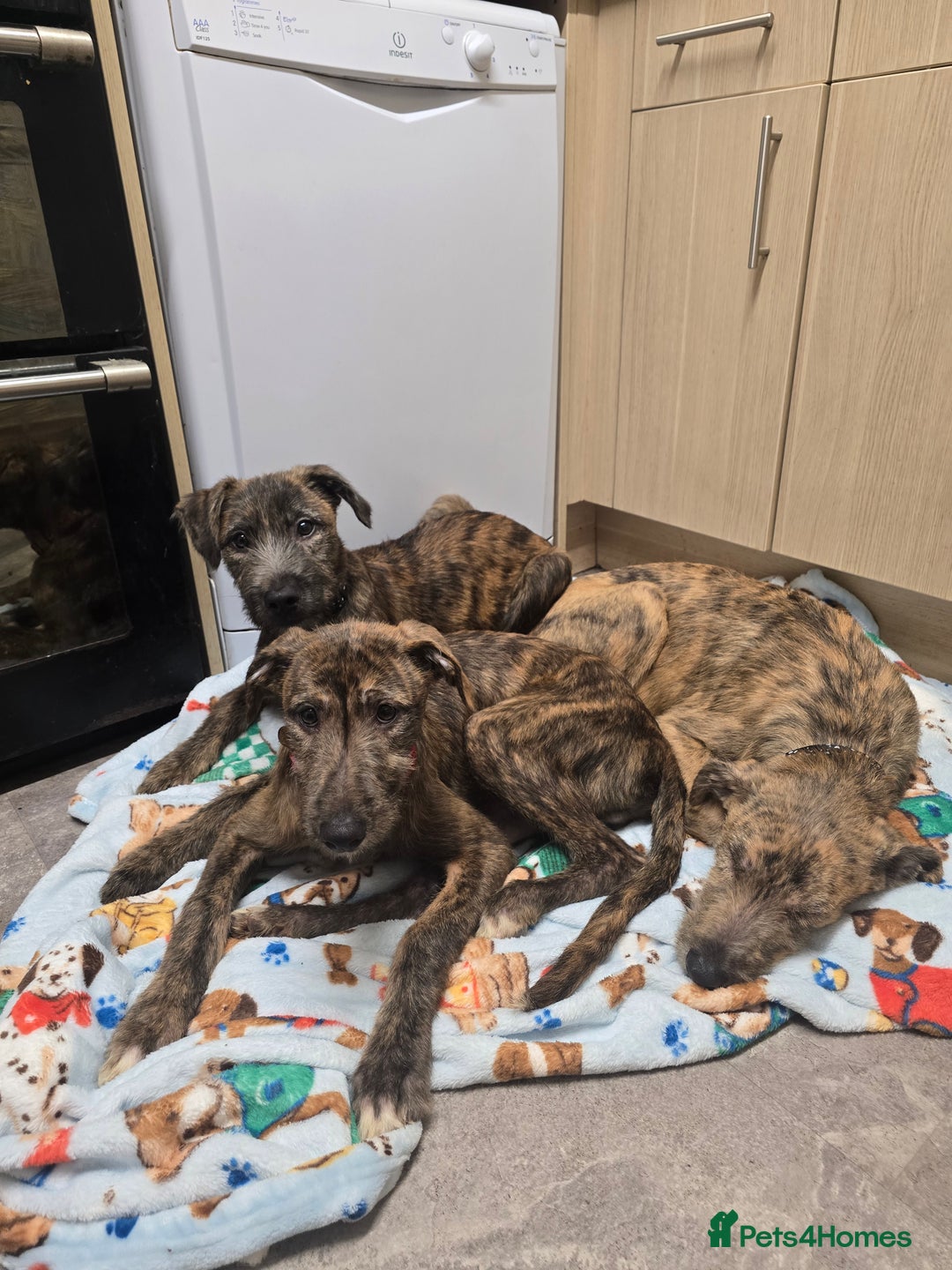 Lurcher dogs for sale: Brindle Lurcher Males ready now  - Advert 1
