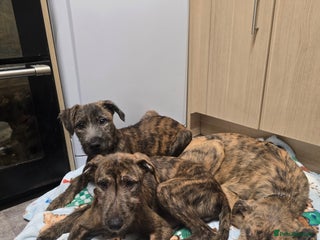Lurcher dogs for sale: Brindle Lurcher Males ready now - Advert 1