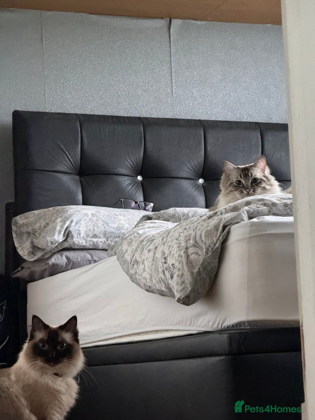 Ragdoll cats for sale: Lilo & Stitch - Rehoming Our Beloved Ragdoll Pair - Image 6