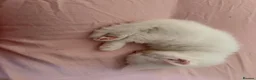 Mixed Breed cats for sale: Gorgeous kittens  - Advert 16