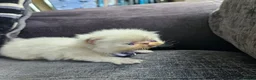 Persian cats for sale: Stunning Top Quality Persian Kittens  - Advert 21