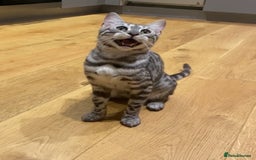 Bengal cats for sale: Beautiful Bengal kittens  in Cambridge - Image 23